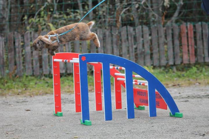 Tiger hopper på konkurranse i Buskerud